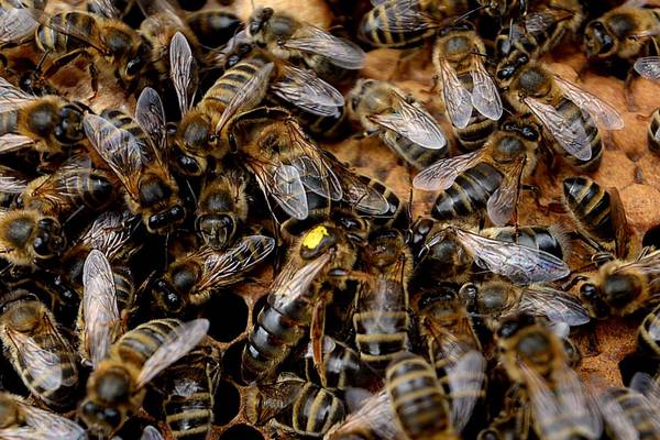 Joint effort in attempt to preserve Irish bee species