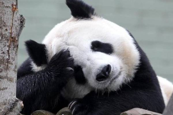 Ever wondered why pandas are black and white?