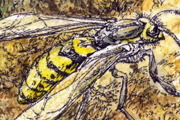The wasps plundering resources for native ecosystems