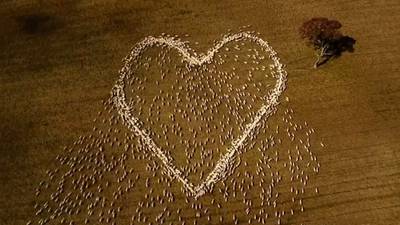 A love heart made out of sheep: Australian farmer pays tribute to his aunt