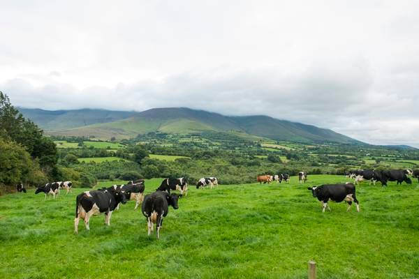 Irish beef exports to China suspended after case of BSE found