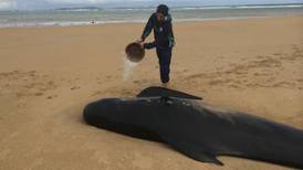 Appeal to let   Donegal beached whales ‘die in peace’