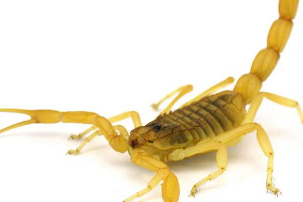 Man claims scorpion stung him on United Airlines flight