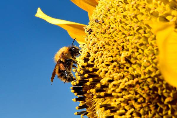 Keeping hives to save bees is like keeping chickens to save birds