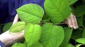 Rampant Japanese knotweed undermining house values and a hidden cost to buyers