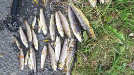 ‘The river was effectively sterilised’: At least 5,000 fish dead in Co Cork fish kill