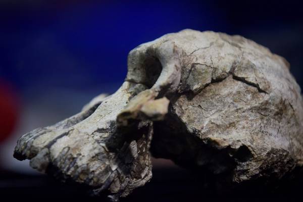 Skull discovery ‘a game changer’ in understanding of human evolution