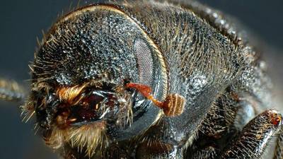 Beetles threaten to munch their way through North American forests