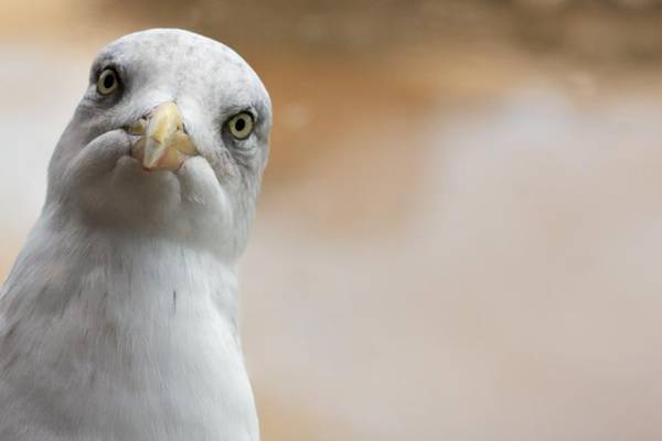 Stare down seagulls to protect your food, scientists say