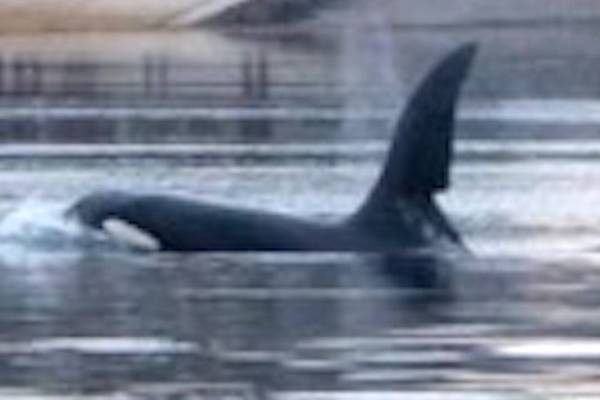 Did you spy the orcas in Strangford Lough? Readers’ nature queries