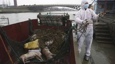 Chinese seek answers as more floating pig carcasses found in  ‘hog wash scandal’