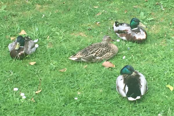 The Quack of Doom – An Irishman’s Diary about WB Yeats, the Sopranos, and wild ducks