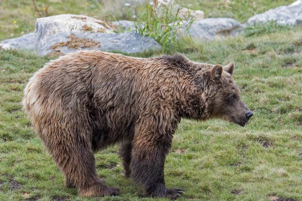 Spanish farmers up in arms over hungry bears