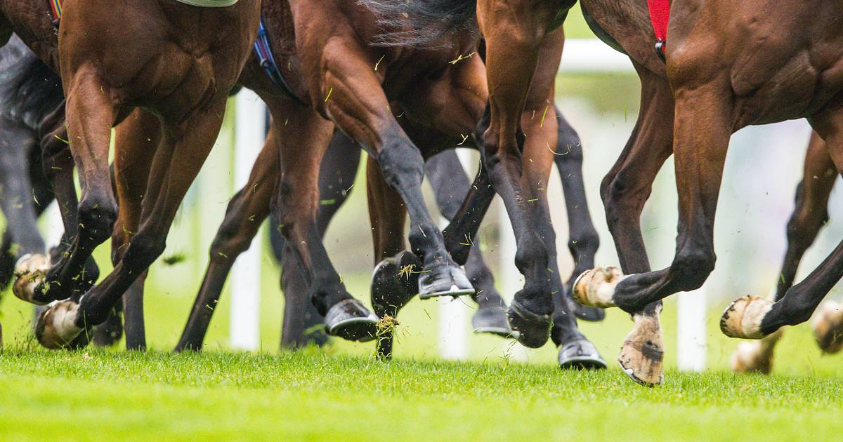 RTÉ Investigates: Horrifying scenes show it’s time racing got on the front foot