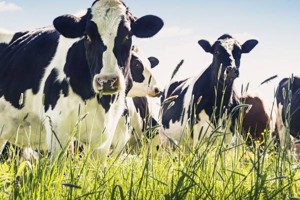Irish data scientists cut the cost of identifying parasites in herds
