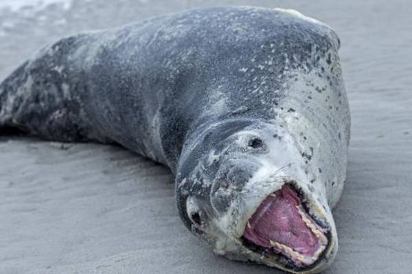 USB found in frozen seal poo in New Zealand reunited with owner