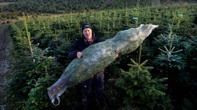 ‘A win-win this year’: Christmas tree sales grow as theft falls