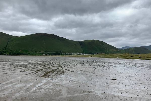 Seagrass on Irish coastline part of global habitat in decline - report