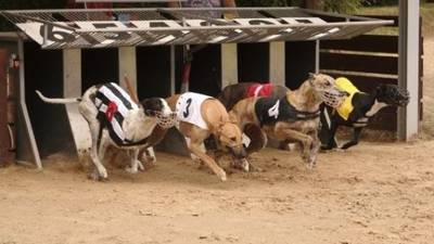 Minister seeks to ringfence funding for greyhound welfare