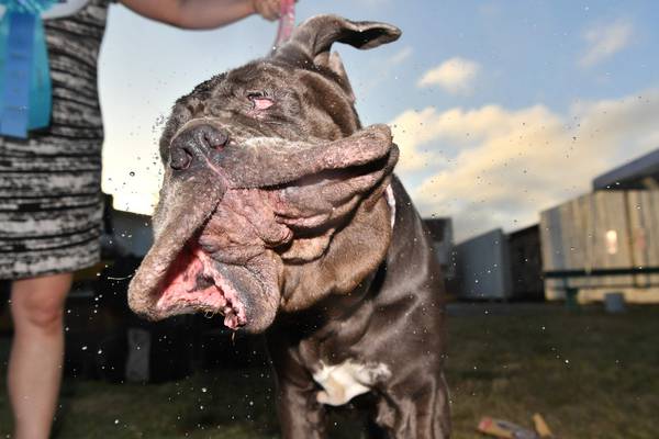 Looking ruff: Martha has been crowned the ugliest dog in the world