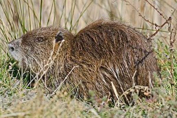 Concern over spread of rat-like coypu after Cork sightings
