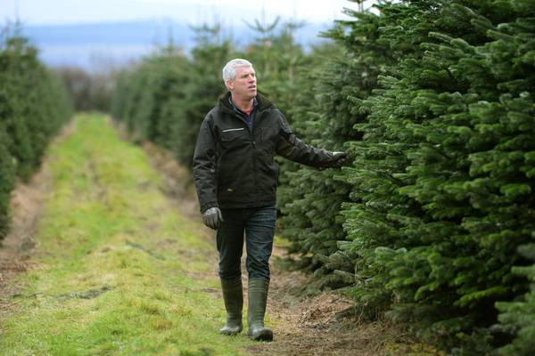 The farms that let you choose and cut your own Christmas tree