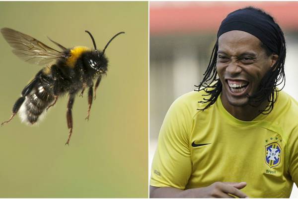 Ronald-bee-nho? Scientists teach bees how to play football