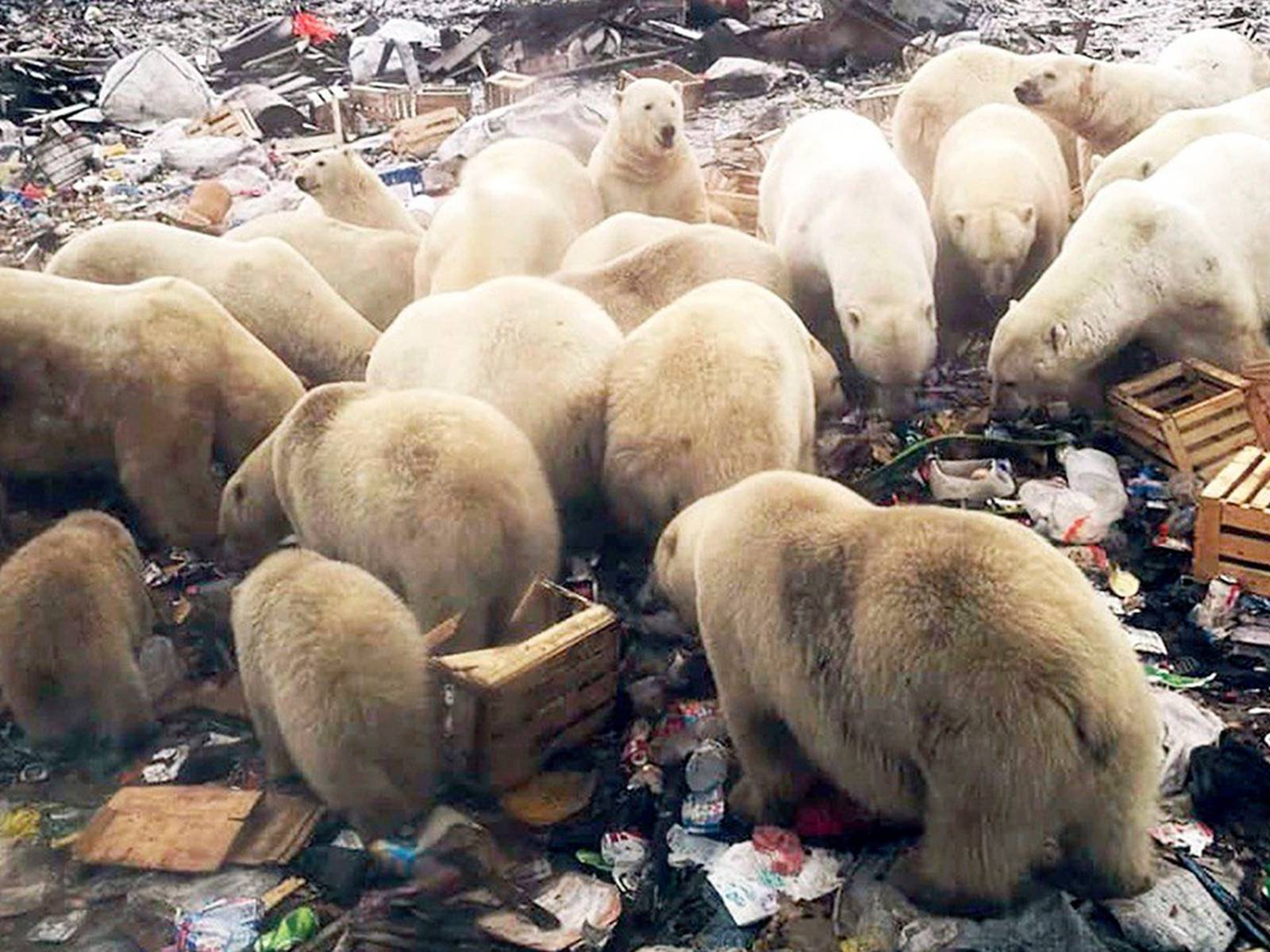 A 'mass exodus' of polar bears from Alaska to Russia has taken place, local  residents claim