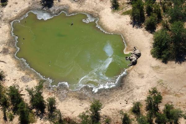 Deaths of hundreds of elephants may have been caused by toxic algae