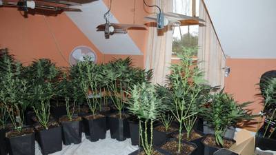 Pensioner arrested after seizure of €200,000 worth of cannabis