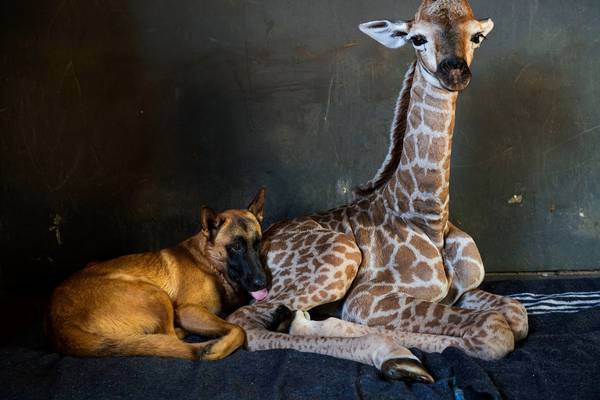 Abandoned baby giraffe bonds with dog at animal orphanage