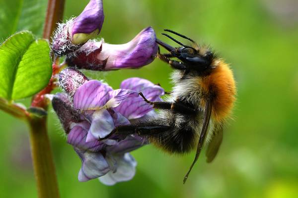 Ireland’s bee and butterfly populations declining, report finds