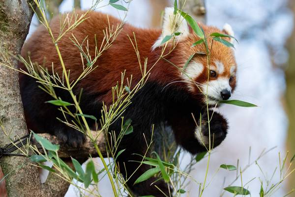 Red panda that went missing from Belfast zoo is found