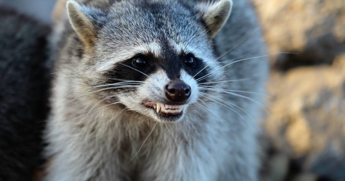‘vicious Raccoons Attack Irish Couple In San Francisco The Irish Times 