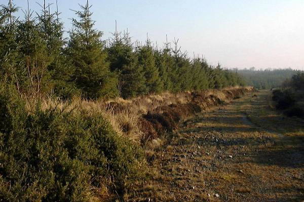 Investors in Irish forestry learn money doesn’t grow on trees