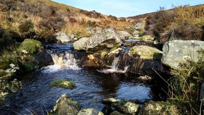 Small streams play a very big role in our clean water and biodiversity