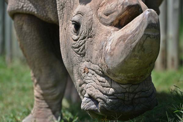 World’s last male northern white rhino dies due to illness