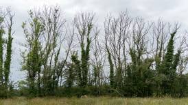 Farmers losing trees to ash dieback should be compensated like dairy farmers, IFA says 