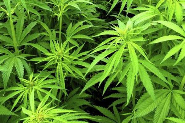 Man arrested after cannabis grow house found in Leitrim
