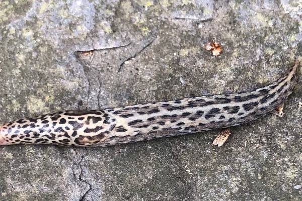 What is this slug on our patio? Readers’ nature queries