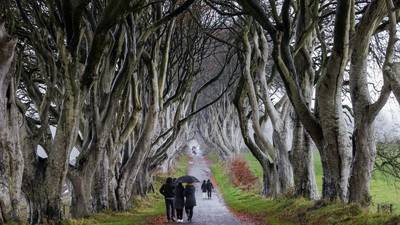 Northern Ireland’s Dark Hedges: Work begins to fell six trees due to safety risks