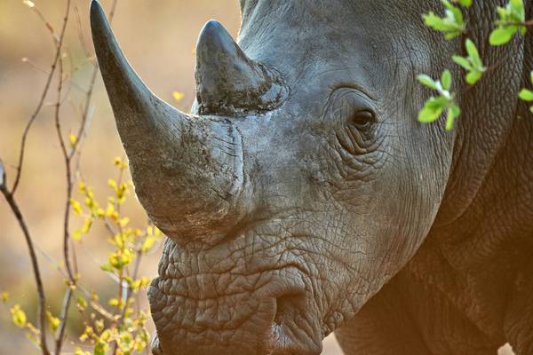 Irish defendants on trial in France over alleged rhino horn smuggling