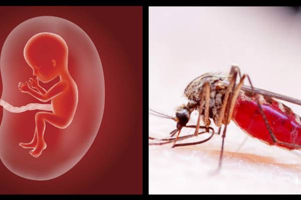 Zika virus ‘can replicate’ in foetal brains and after birth