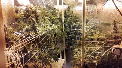 Two women held after seizure of cannabis worth €150,000