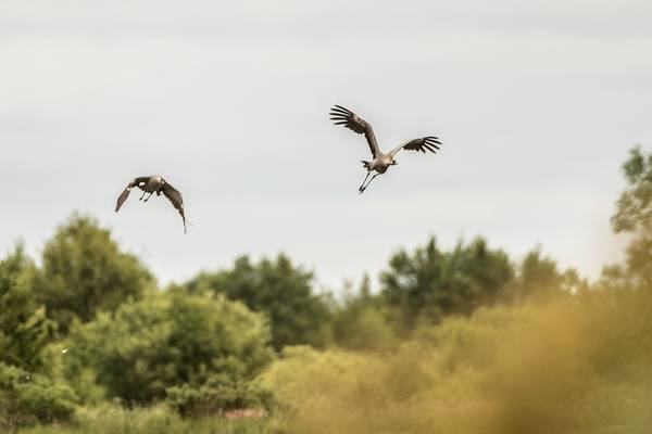 Common crane chicks born in Ireland for first time in 300 years