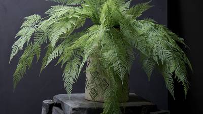 Faux ferns, a dash of mustard and a Wicklow warehouse sale: what’s new in interiors