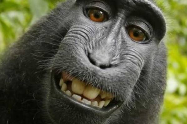 Indonesian monkey does not own selfie copyright, judge rules