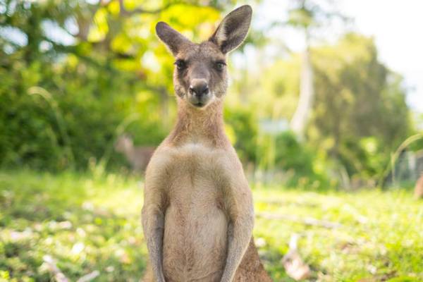 Hopping mad: Reports of kangaroo spotted in rural Co Cork