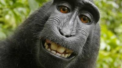 Monkey who took grinning ‘selfie’ should own copyright, says Peta