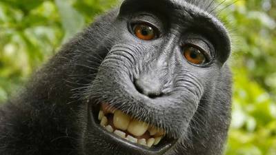 Settlement reached in lawsuit over monkey selfie